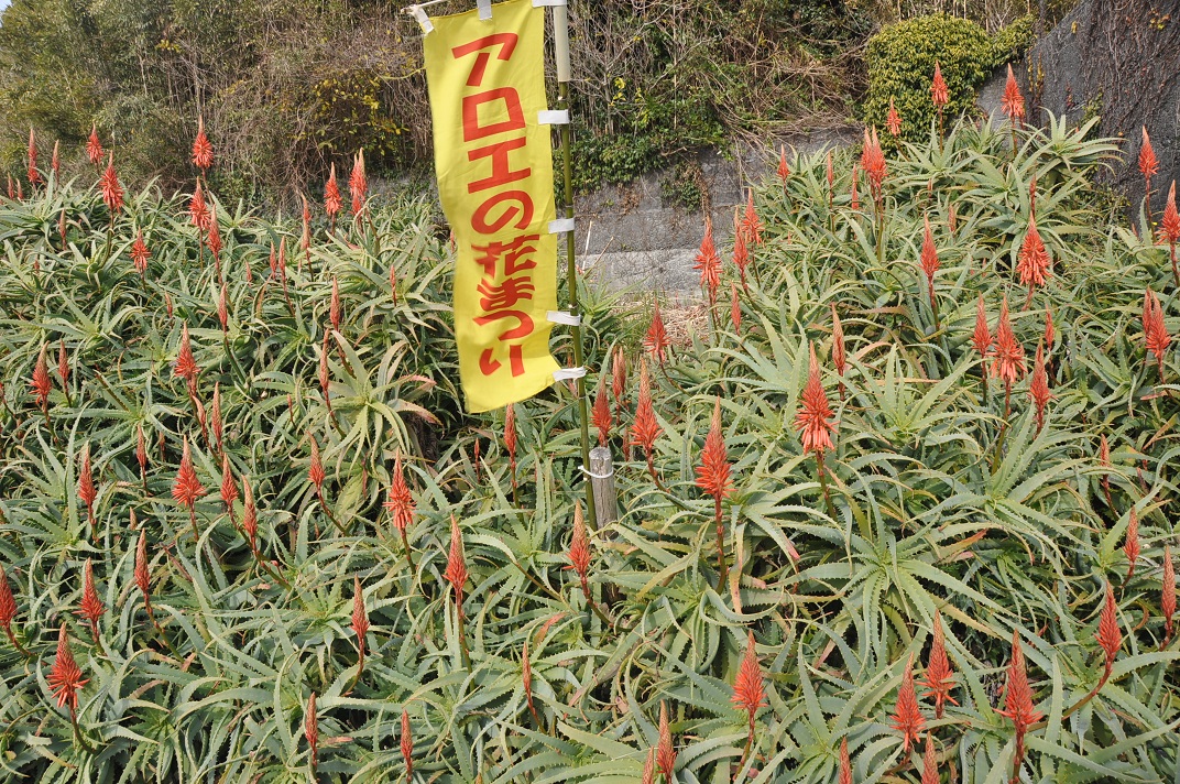 伊豆白浜アロエの花まつり