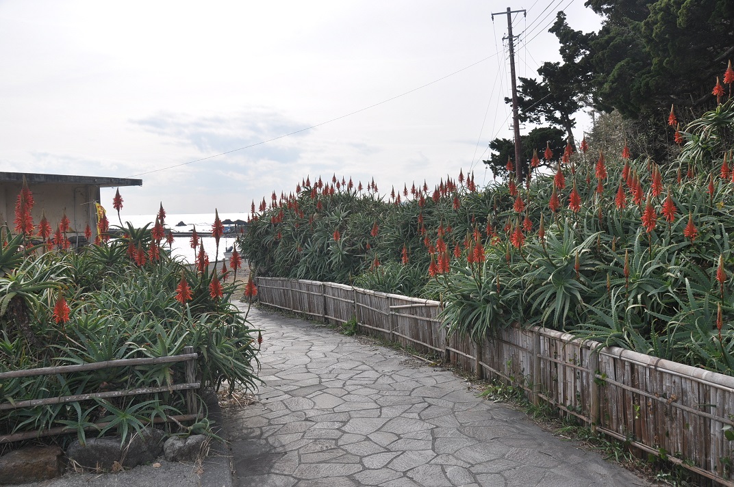 伊豆白浜アロエの花まつり