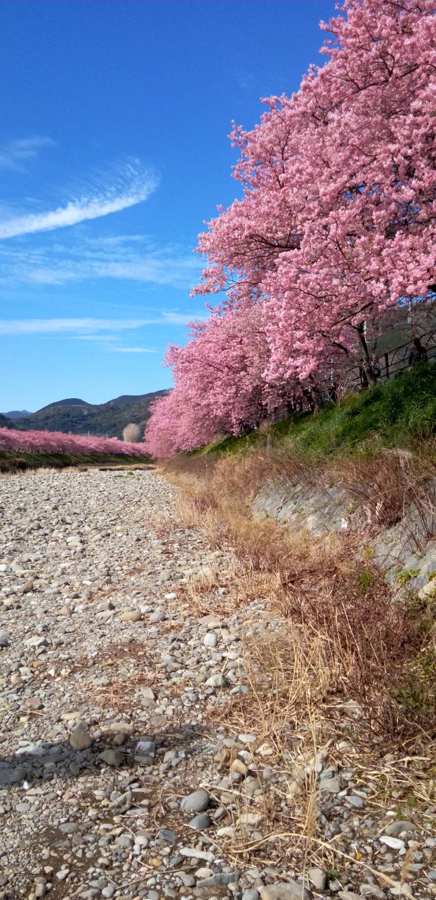 河津桜 2023/2/20現在