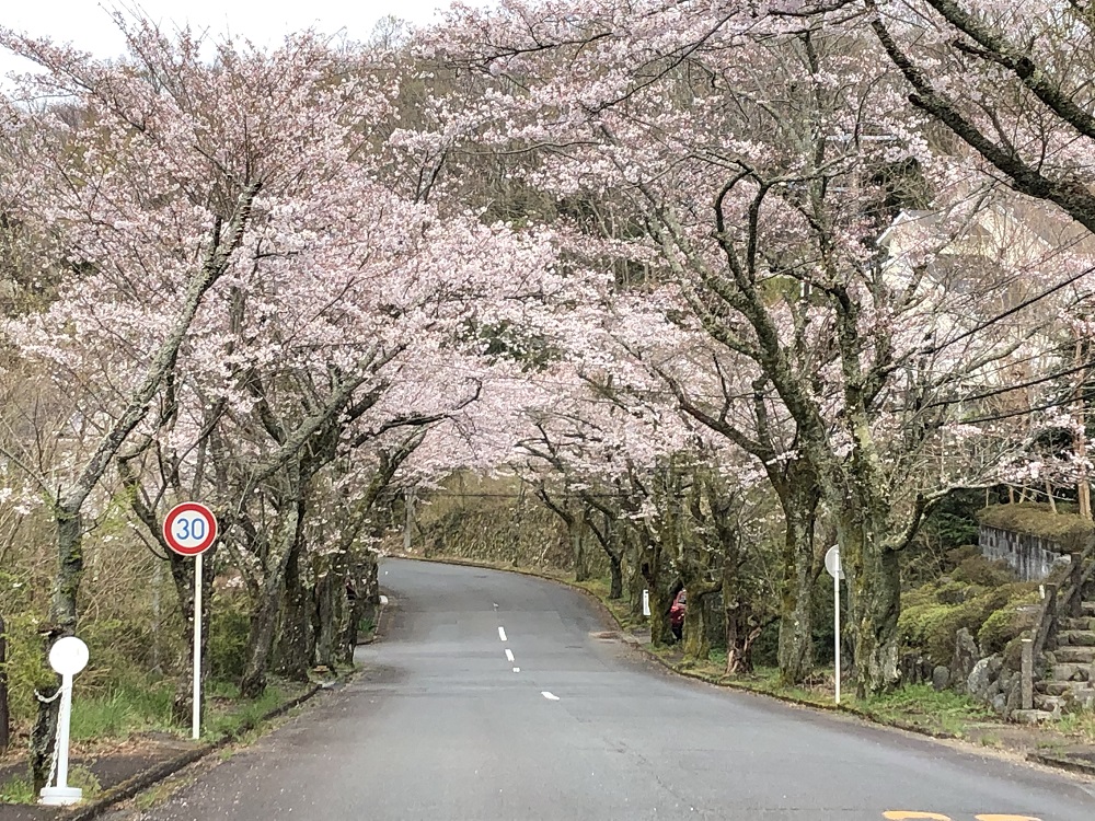 3月末現在の修善寺の桜開花状況