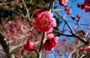 伊豆・修善寺の梅まつり