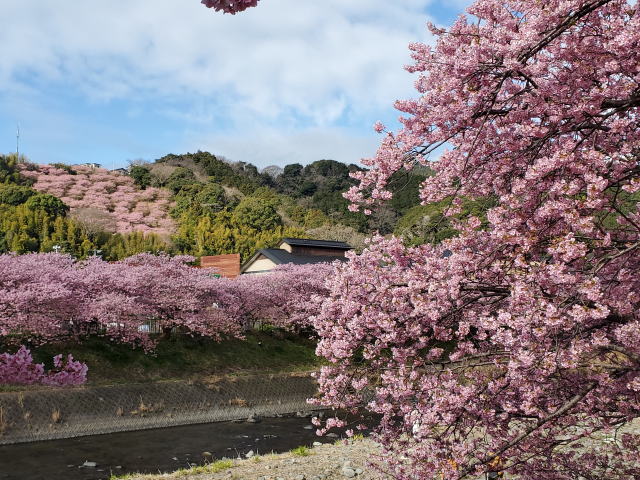 2026-cherryblossoms-01