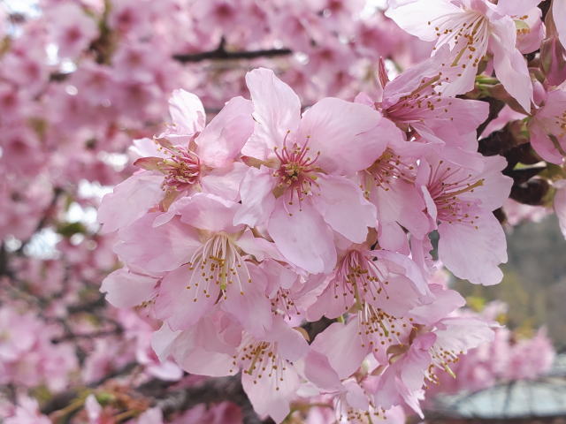 2026-cherryblossoms-02