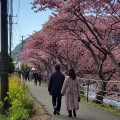 2026-cherryblossoms-03