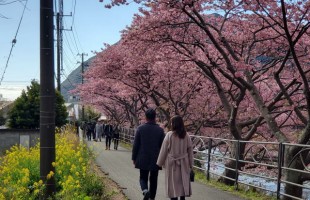 2026-cherryblossoms-03