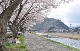 修善寺の桜