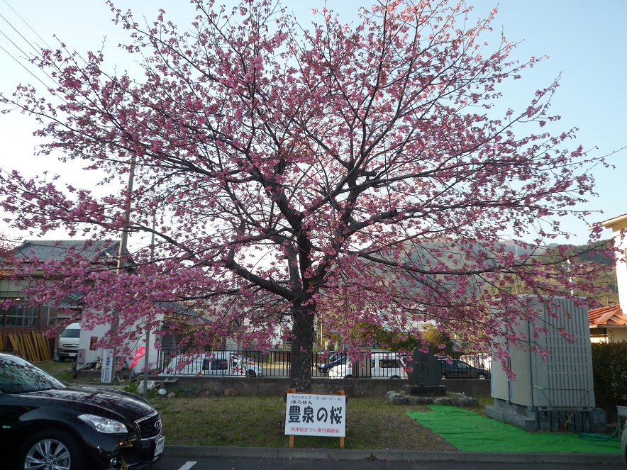 河津桜-豊泉の桜