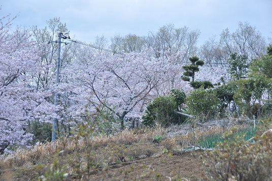 修善寺フォーレストから見た桜並木