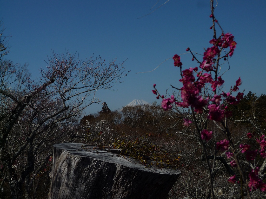 富士山と梅