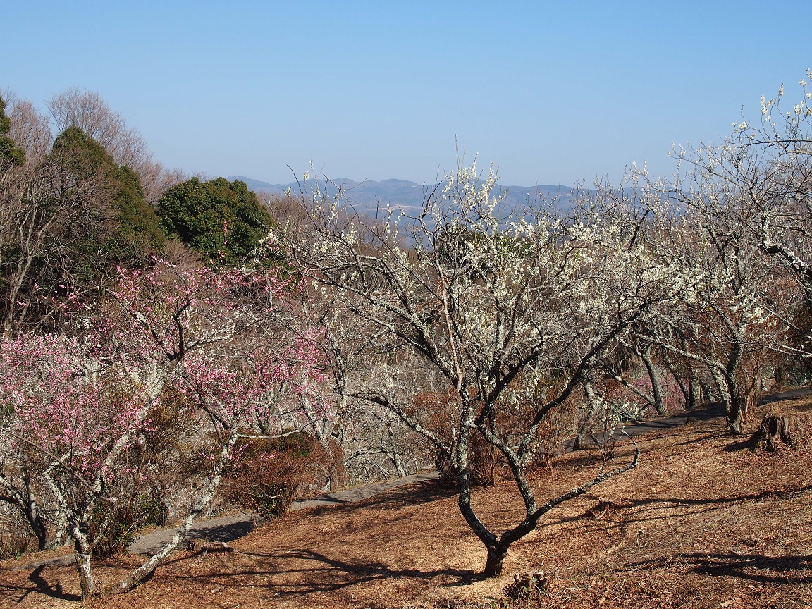 景色の良い修善寺梅林