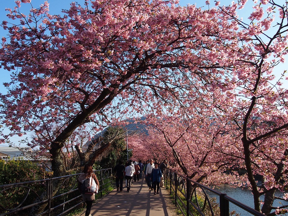 桜のトンネル