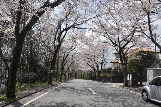 桜のトンネル