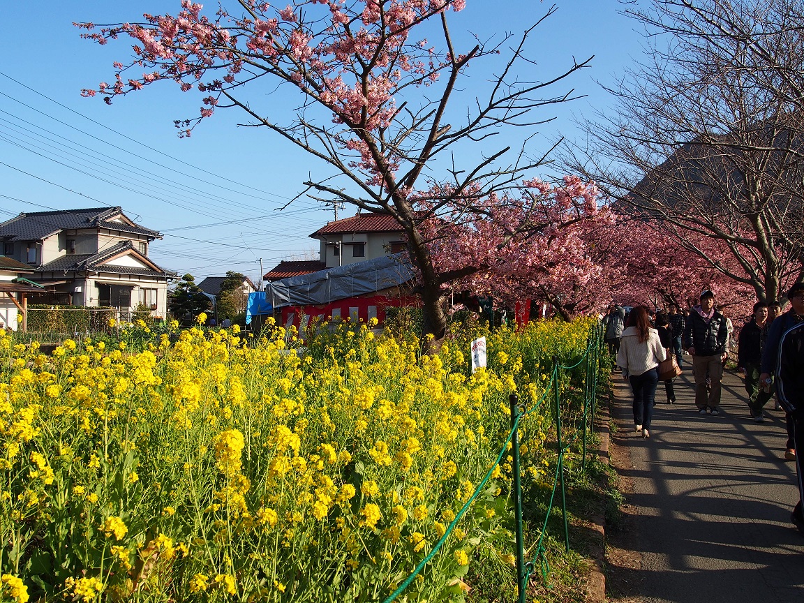 河津桜と菜の花