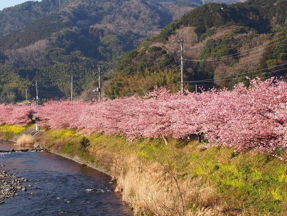 河津桜と菜の花