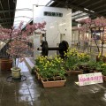 河津桜まつり。こちらは伊豆急下田駅の河津桜です