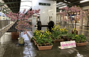 河津桜まつり。こちらは伊豆急下田駅の河津桜です