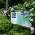 下田公園あじさい祭り