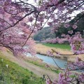 青野川で河津桜のおまつり、みなみの桜と菜の花まつり