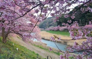 青野川で河津桜のおまつり、みなみの桜と菜の花まつり