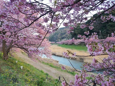 青野川で河津桜のおまつり、みなみの桜と菜の花まつり