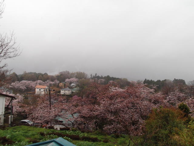 山一面が桜に覆われる別荘地。桜大通りを見下ろす一戸建てコテージからの景色