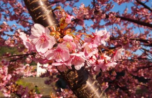 河津桜