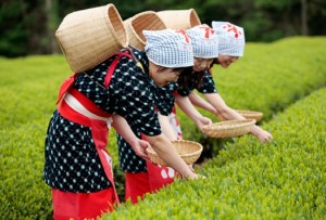 コスプレで気分は茶摘み娘♪