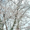 cherryblossoms-02