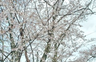 cherryblossoms-02