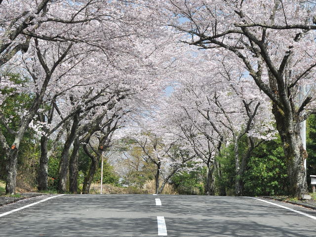 cherryblossoms-02