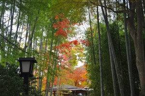 伊豆修善寺　竹林の小径