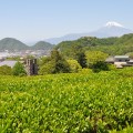 静岡の茶畑・蔵屋鳴沢