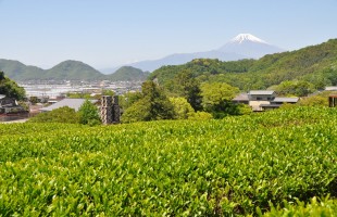 静岡の茶畑・蔵屋鳴沢