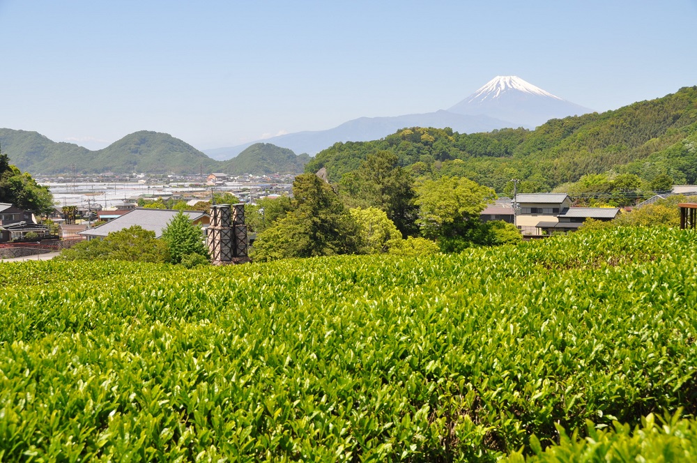 静岡の茶畑・蔵屋鳴沢