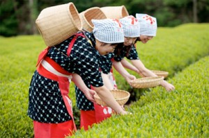 お茶摘み体験