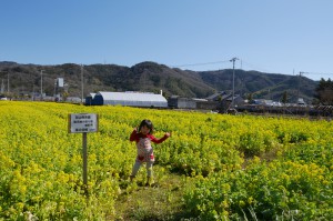 伊豆いちご狩り　イベント