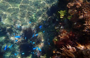 熱帯魚のような、見たことないカラフルなお魚がたくさん泳いでいるヒリゾ浜！