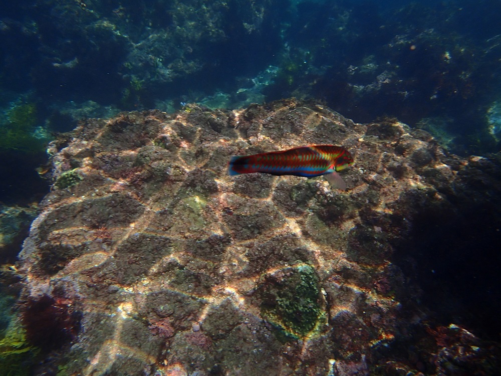 ヒリゾ浜では、熱帯魚のようなカラフルで大きな魚も真近で見れます