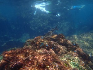 シュノーケリングと回遊魚