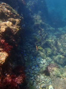 ヒリゾ浜の回遊魚とサンゴ