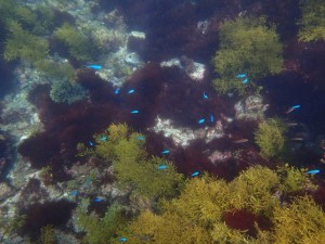 ヒリゾ浜にいる回遊魚