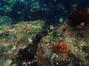 ヒリゾ浜の青い回遊魚