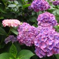 hydrangea-01