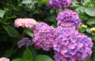 hydrangea-01