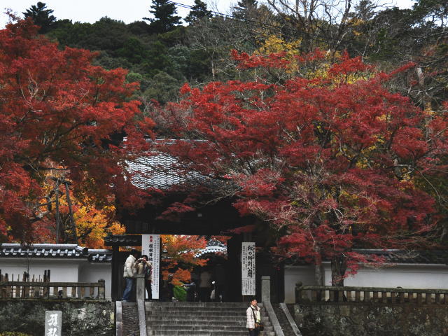 izu-autumn-04