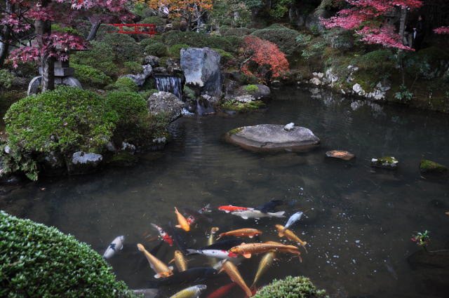 izu-autumn-05