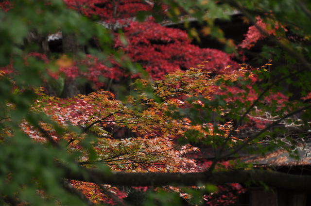 izu-autumn-07