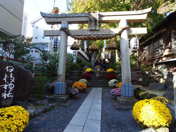 日枝神社の菊まつり