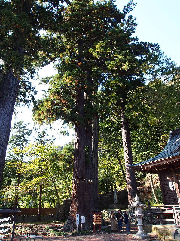 子宝の杉