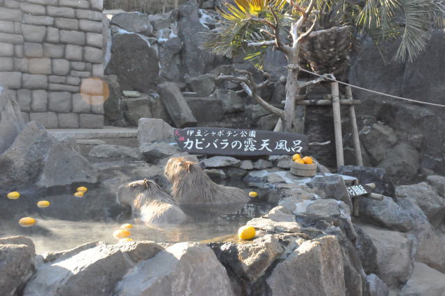 izu-cactus-park-01